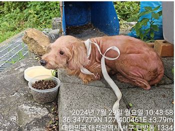 보호중 푸들의 가족…